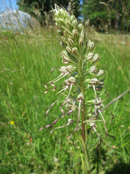 TRESORS DE MON JARDIN. Orchidée Orchis Bouc vue 1. Dominique Monchaux